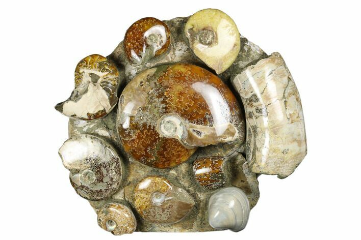Tall, Composite Ammonite Fossil Display - Madagascar #175824